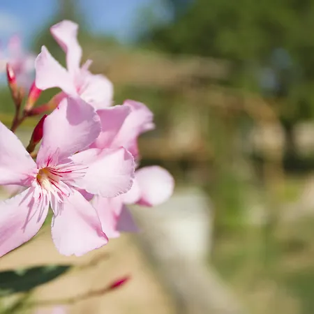 Mariposas Ibiza Ξενοδοχείο San Rafael De Sa Creu